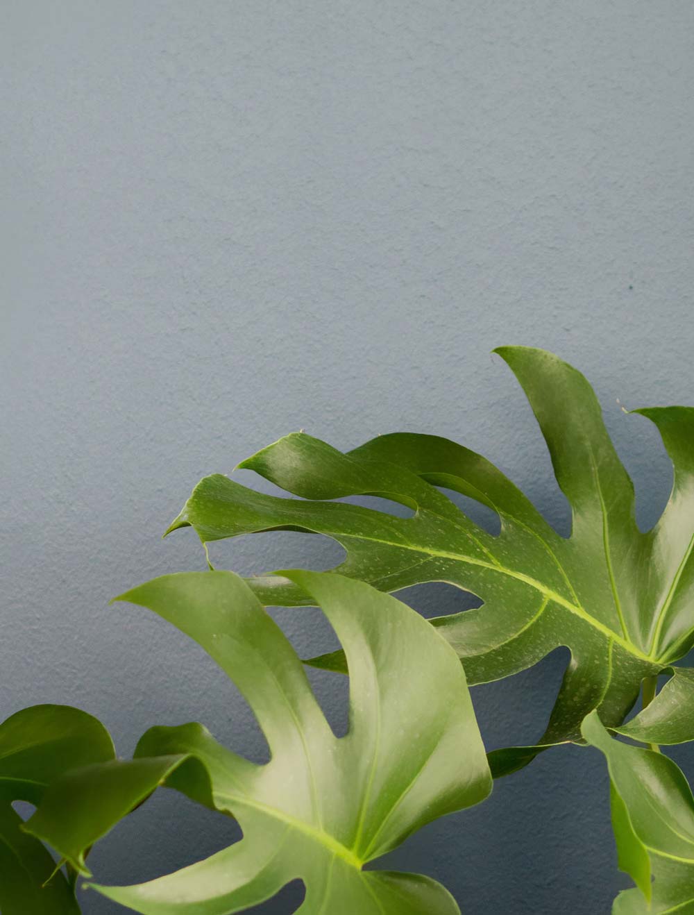 Das Bild zeigt einen Detailshot aus der Praxis für Kardiologie, Angiologie, Hämostaseologie, Sportmedizin, Ernährungsmedizin und Präventionsmedizin aus dem RKM740 in Düsseldorf Oberkassel